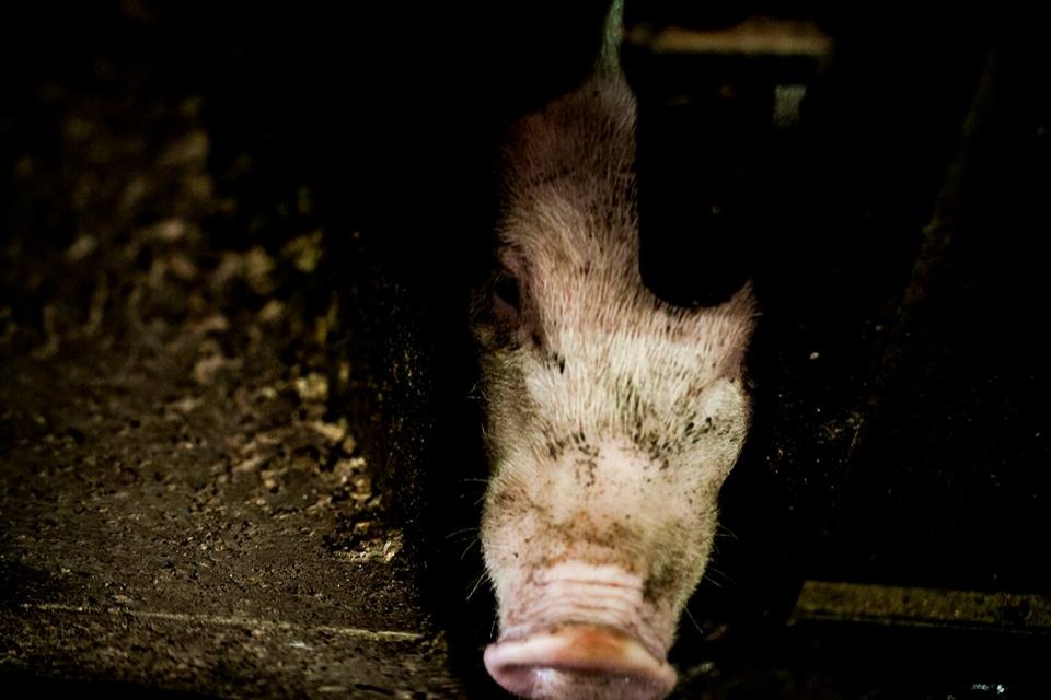 post image על החוויה העוצמתית והקשה בתיעוד החזיריה שבקיבוץ להב